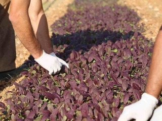 Agricultural Services