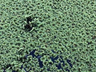 azolla