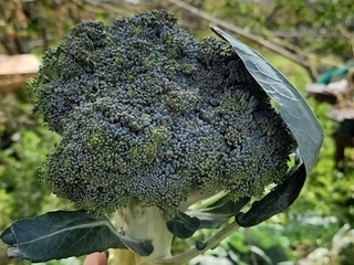 broccoli
