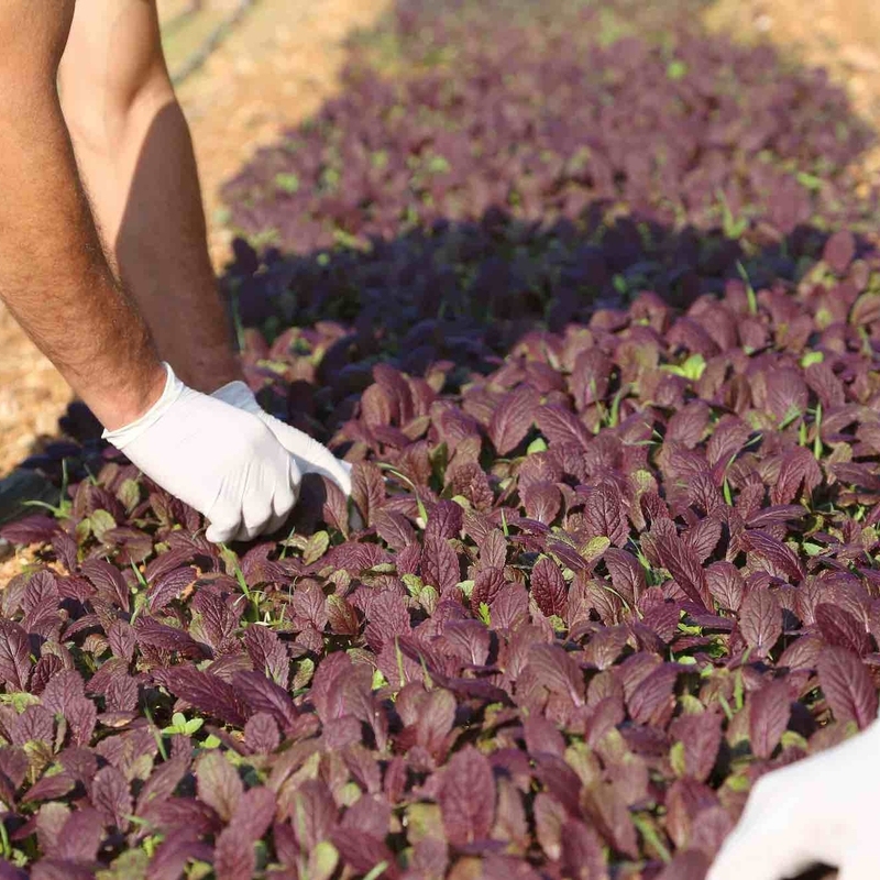 Agricultural Services