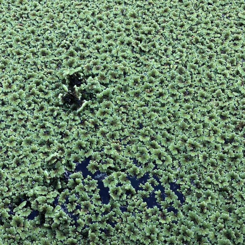 azolla