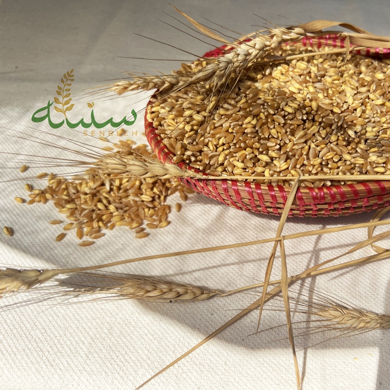 wheat_saragolla_senbleh